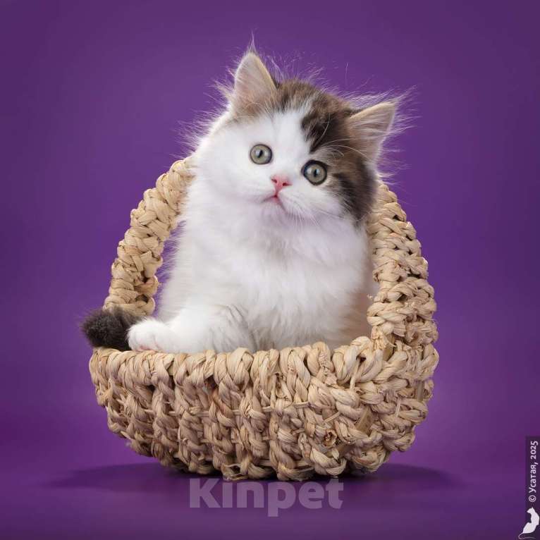 Кошки в Кисловодске: Шотландские котята Мальчик, 30 000 руб. - фото 4