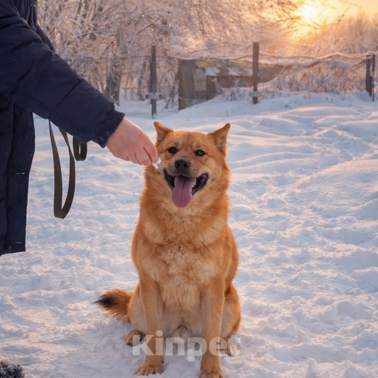 Собаки в Москве: Брутальный красавец Рич ищет хозяев! Мальчик, Бесплатно - фото 4