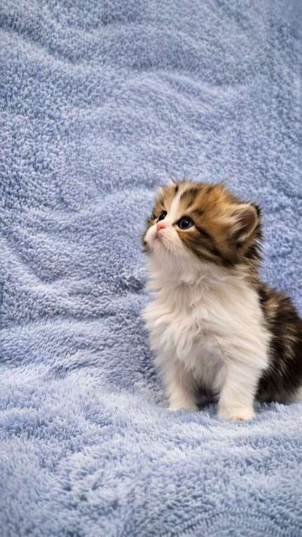 Кошки в Москве: Хайленд страйт девочка Девочка, 50 000 руб. - фото 3