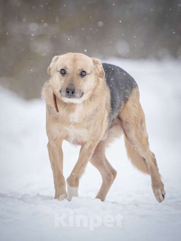 Собаки в Москве: Собака улыбака Джонни ждет своего родного человека, свою семью! Мальчик, Бесплатно - фото 6