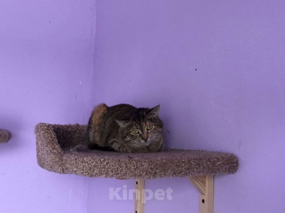 Кошки в Дмитрове: Подростковая кошечка Веста. Девочка, Бесплатно - фото 7