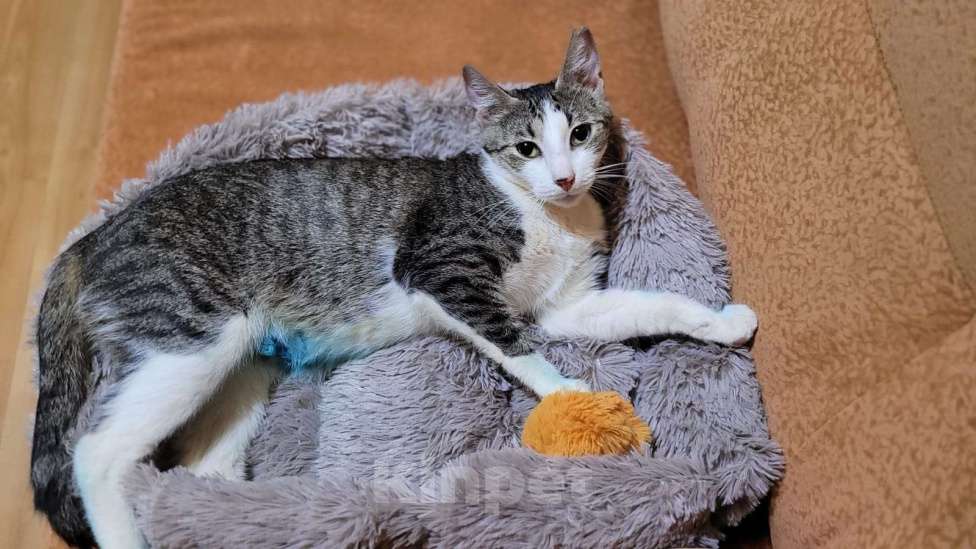 Кошки в Санкт-Петербурге: Милая кошечка доброму человеку Девочка, Бесплатно - фото 3