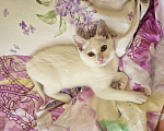 Кошки в Сочи: Котенок в добрые руки Девочка, Бесплатно - фото 1