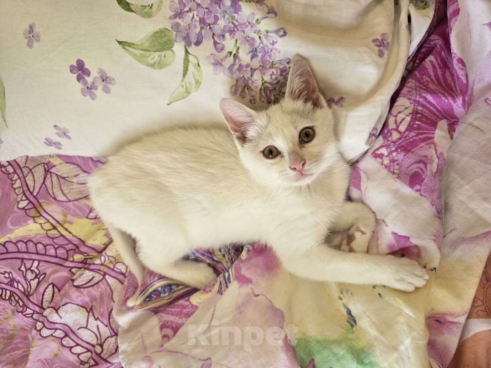 Кошки в Сочи: Котенок в добрые руки Девочка, Бесплатно - фото 1