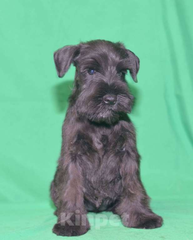 Собаки в Калуге: цвергшнауцер черного окраса Девочка, 60 000 руб. - фото 1