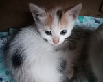 Кошки в Рассказово: Котята в добрые руки Мальчик, Бесплатно - фото 3