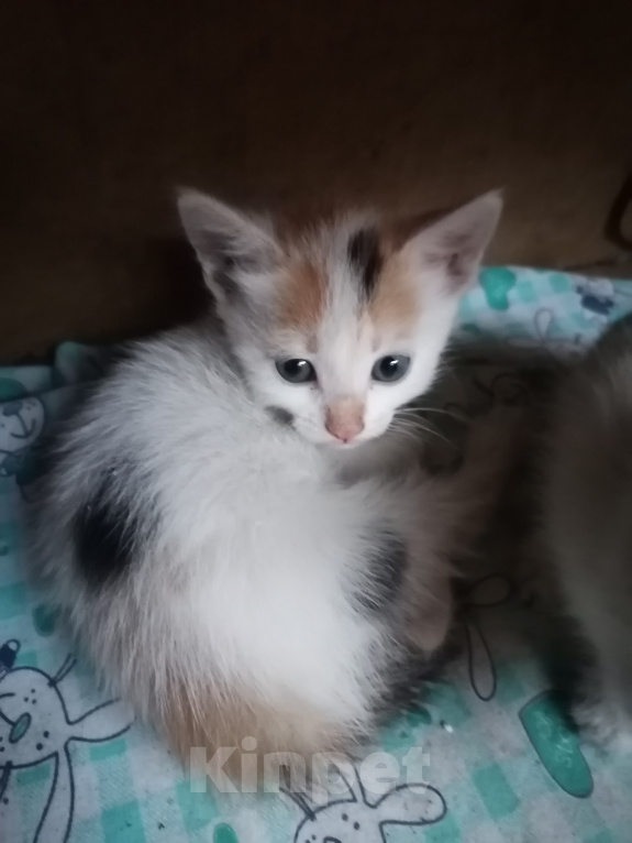 Кошки в Рассказово: Котята в добрые руки Мальчик, Бесплатно - фото 3