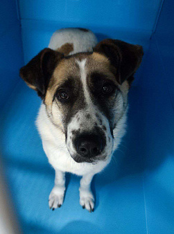 Объявление: Она ждет уже долгих 7 лет. Собака Шейла ждет в клетке, Бесплатно, Москва