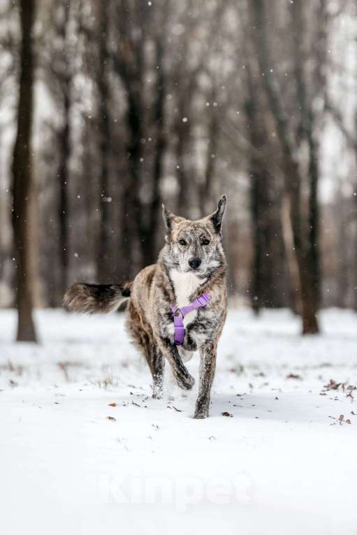 Собаки в Москве: Великолепная Верба ищет дом Девочка, Бесплатно - фото 4