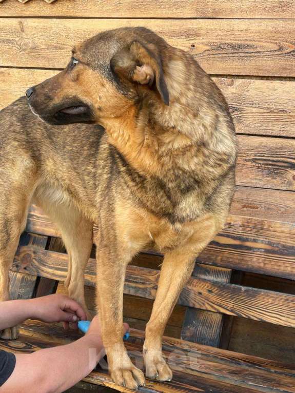 Собаки в Владимире: Девочка в добрые руки Девочка, Бесплатно - фото 7