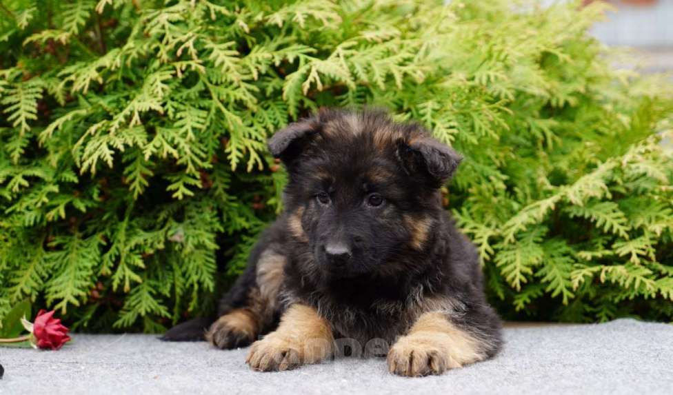 Собаки в Москве: Немецкая овчарка щенок девочка дш Девочка, 50 000 руб. - фото 6