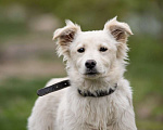 Собаки в Щелково: Снежинка Девочка, Бесплатно - фото 4