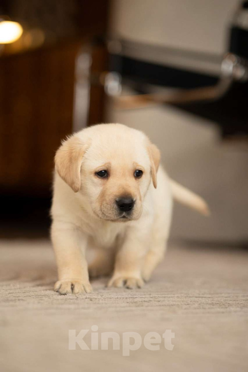 Собаки в Санкт-Петербурге: IRISLAV COME TRUE Мальчик, 140 000 руб. - фото 1