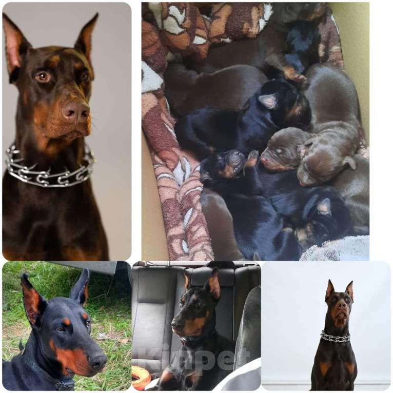 Собаки в Уфе: Девочка-щенок Девочка, 20 000 руб. - фото 2