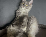 Кошки в Москве: Котенок мейн-кун Девочка, 30 000 руб. - фото 4