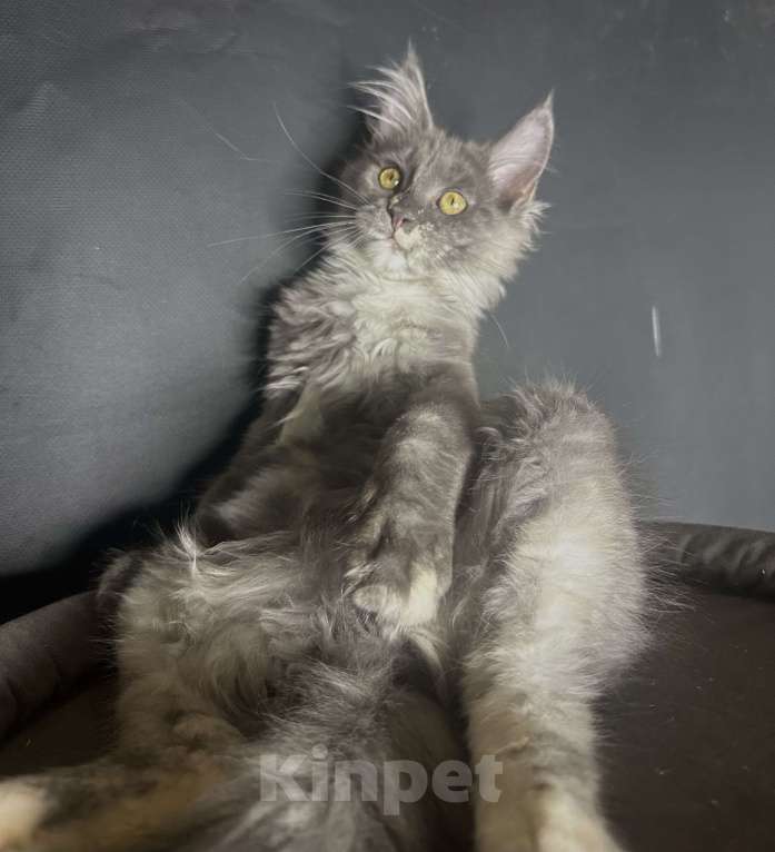 Кошки в Москве: Котенок мейн-кун Девочка, 30 000 руб. - фото 4