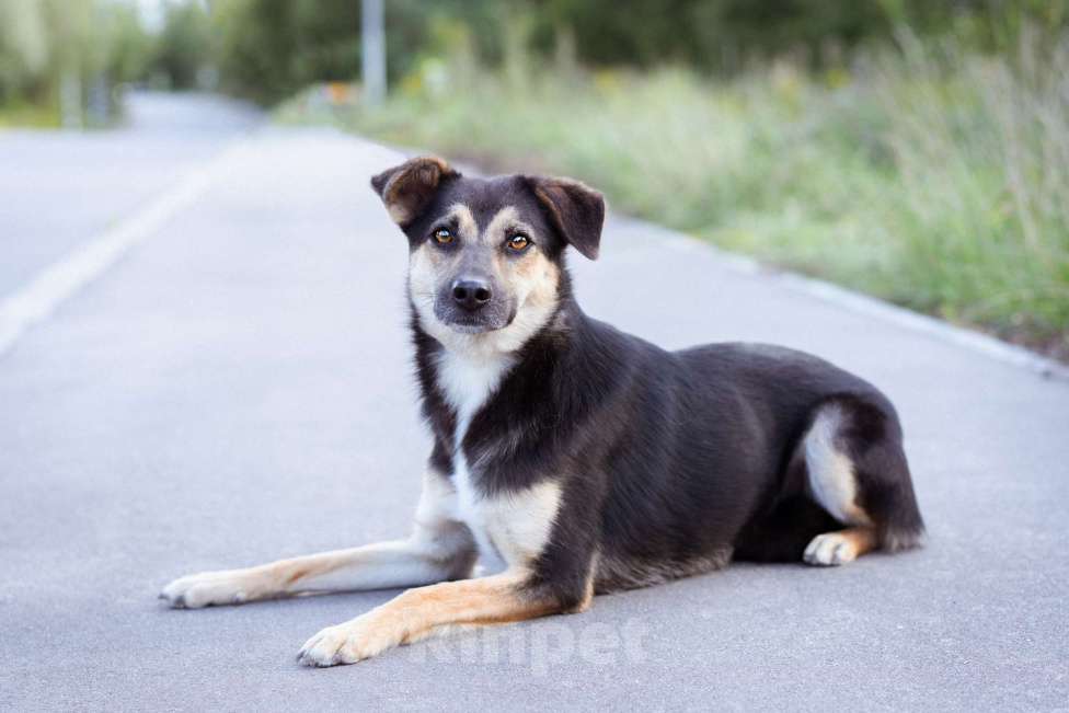Собаки в Москве: Миниатюрная молодая девочка из приюта ищет дом Девочка, Бесплатно - фото 8