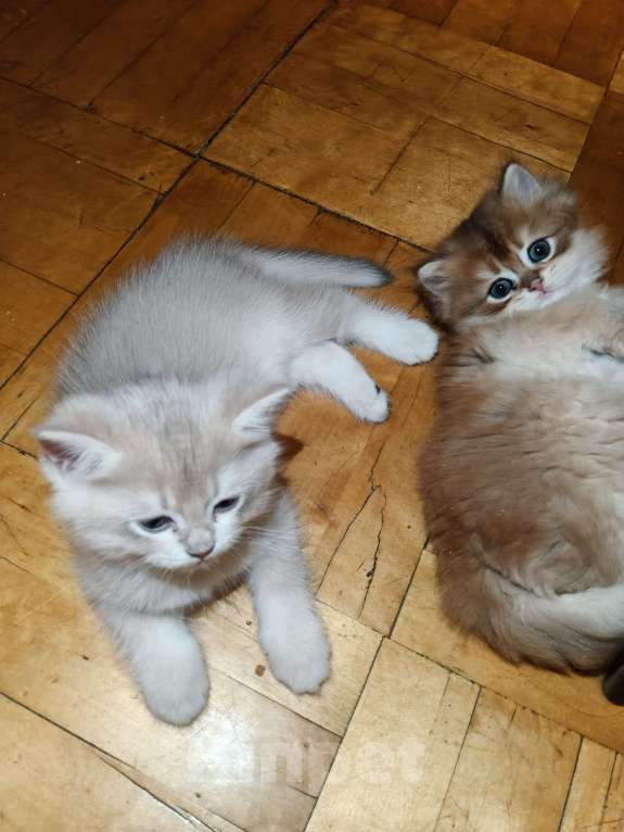 Кошки в Санкт-Петербурге: Продаются чистокровные котята британской шиншиллы Мальчик, 60 000 руб. - фото 3