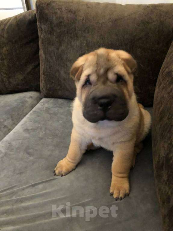 Собаки в Москве: Чистокровные щенки Шарпея Мальчик, Бесплатно - фото 2