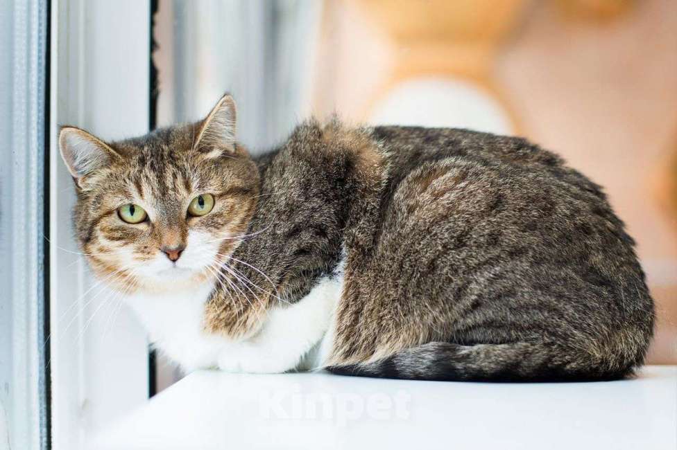 Кошки в Москве: Пищалка ищет дом Девочка, Бесплатно - фото 1