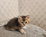 Кошки в Москве: Шотландские  котята  Девочка, 25 000 руб. - фото 7