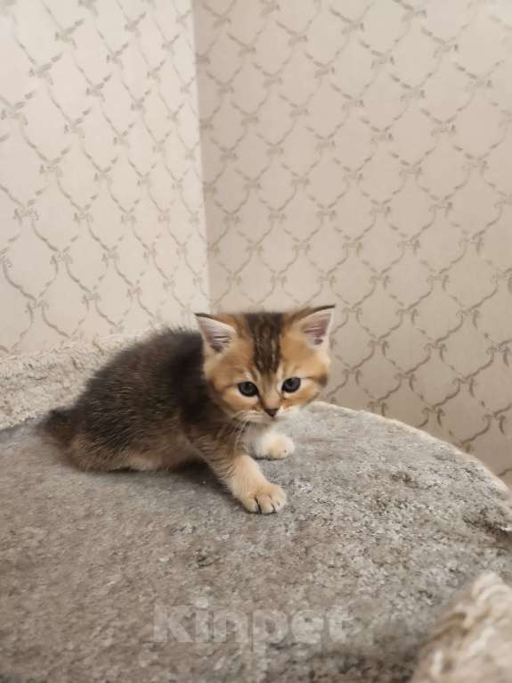 Кошки в Москве: Шотландские  котята  Девочка, 25 000 руб. - фото 7