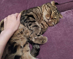 Кошки в Екатеринбурге: Вязка шотландский вислоухий кот, 1 500 руб. - фото 6