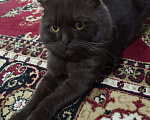 Кошки в Кстово: Кот вязка, 1 000 руб. - фото 1
