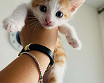 Кошки в Санкт-Петербурге: Котик в добрые руки  Мальчик, 1 руб. - фото 1