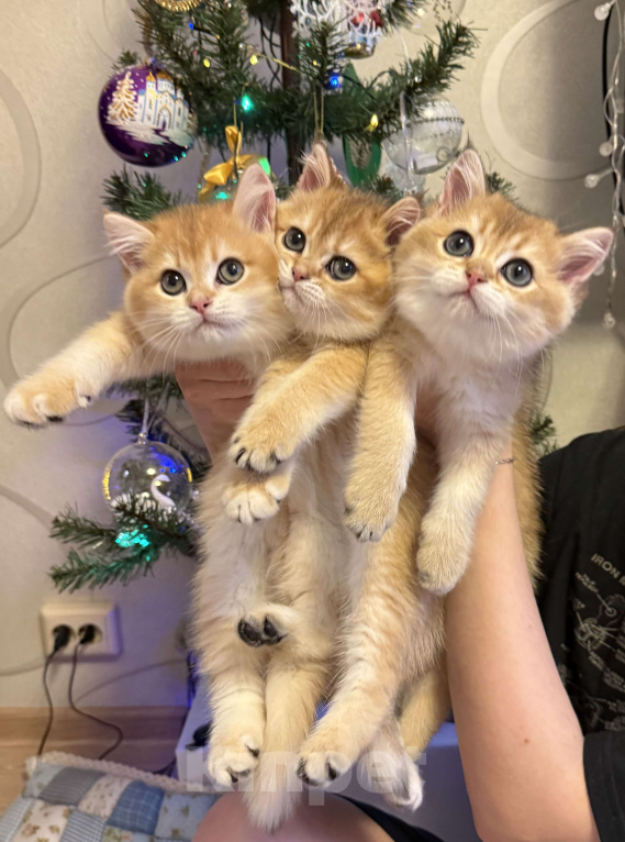 Кошки в Москве: Золотой британский котик Fox Мальчик, 45 000 руб. - фото 1