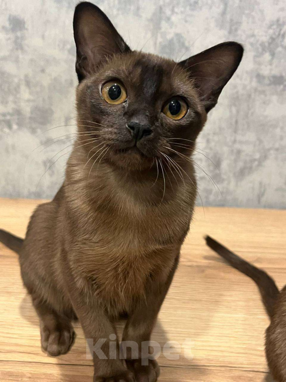 Кошки в Казани: Европейская бурма Девочка, 50 000 руб. - фото 1