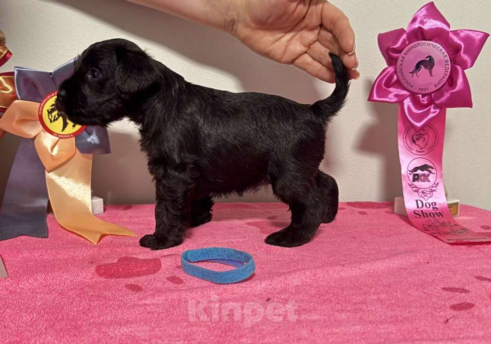 Собаки в Екатеринбурге: Цвергшнауцер Девочка, 70 000 руб. - фото 1