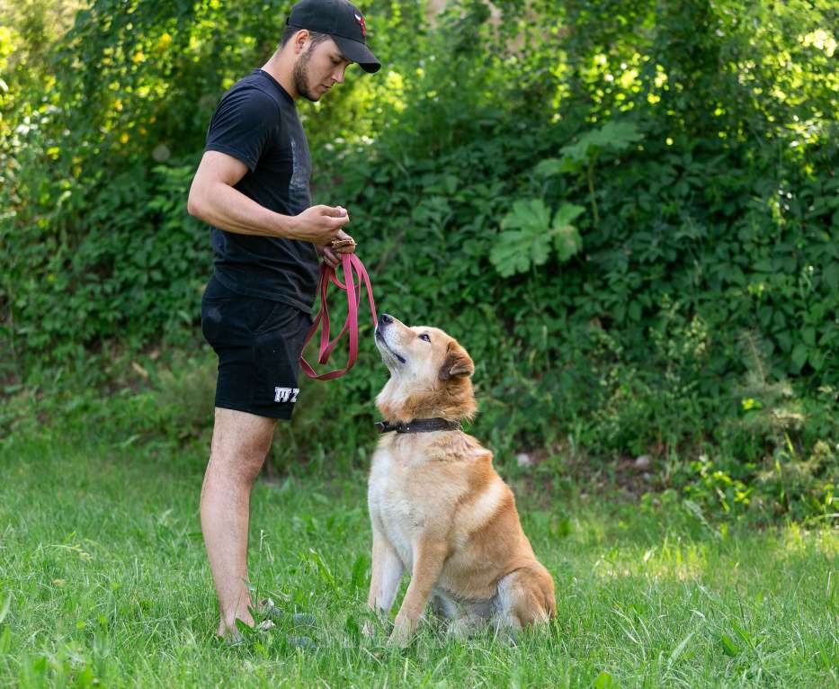 Собаки в Балашихе: Барс прекрасно подготовлен для проживания в квартире и доме.  Мальчик, Бесплатно - фото 4