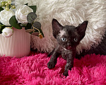 Кошки в Москве: Котенок Девон Рекс девочка черный биколор Девочка, 75 000 руб. - фото 2