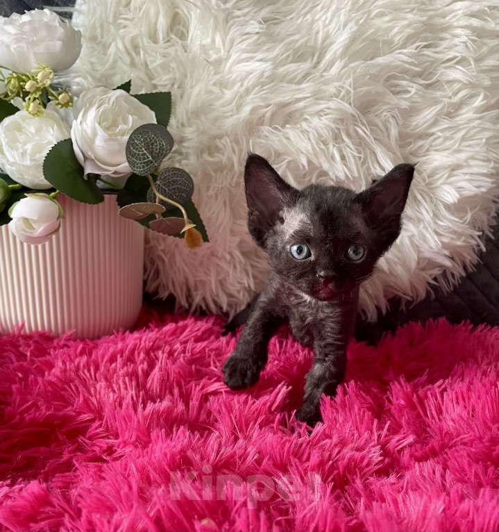 Кошки в Москве: Котенок Девон Рекс девочка черный биколор Девочка, 75 000 руб. - фото 2