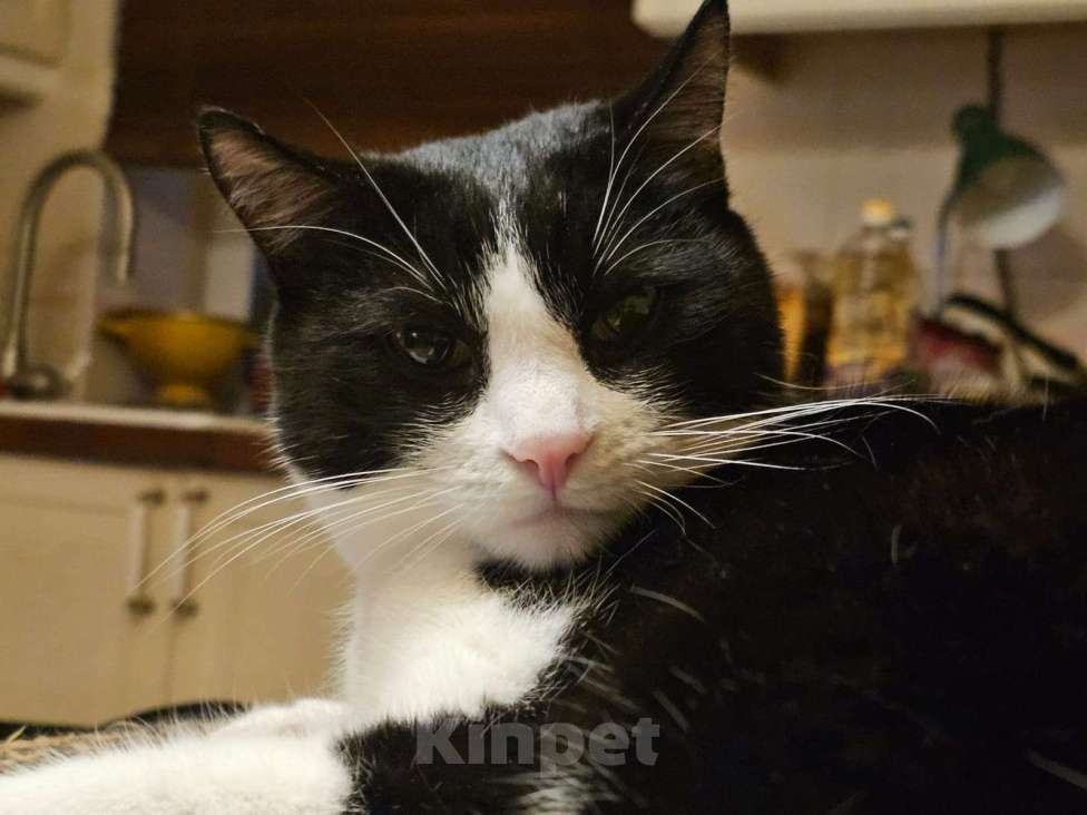 Кошки в других городах Московской области: Пропал черно-белый котик Мальчик, 2 000 руб. - фото 3