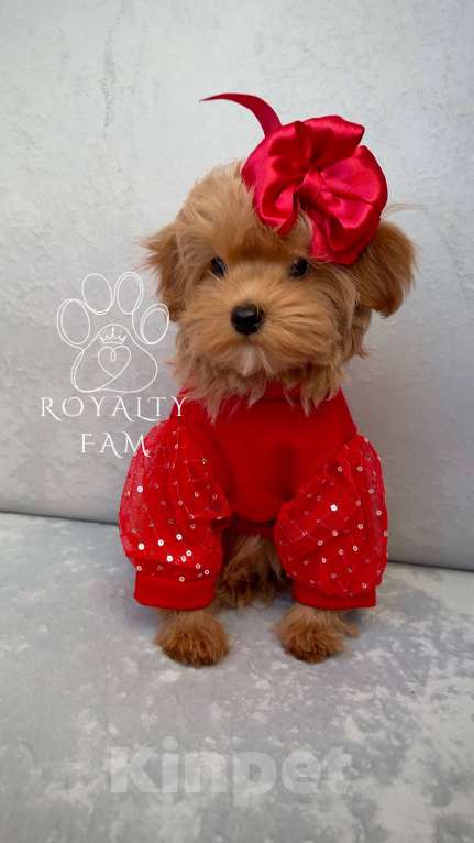 Собаки в Москве: Мини девочка мальтипу F1 Royalty Fam Isabell Девочка, Бесплатно - фото 3