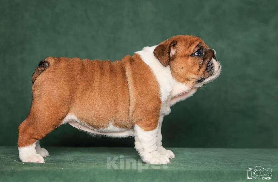 Собаки в Обнинске: Щенки английского бульдога Мальчик, 80 000 руб. - фото 4