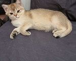 Кошки в Москве: Золотая шиншилла  Девочка, 20 000 руб. - фото 1