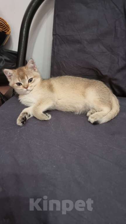 Кошки в Москве: Золотая шиншилла  Девочка, 20 000 руб. - фото 1