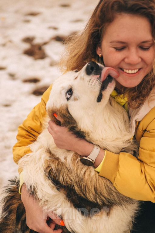 Собаки в Рязани: Рокки - дружелюбный пёс Мальчик, Бесплатно - фото 4