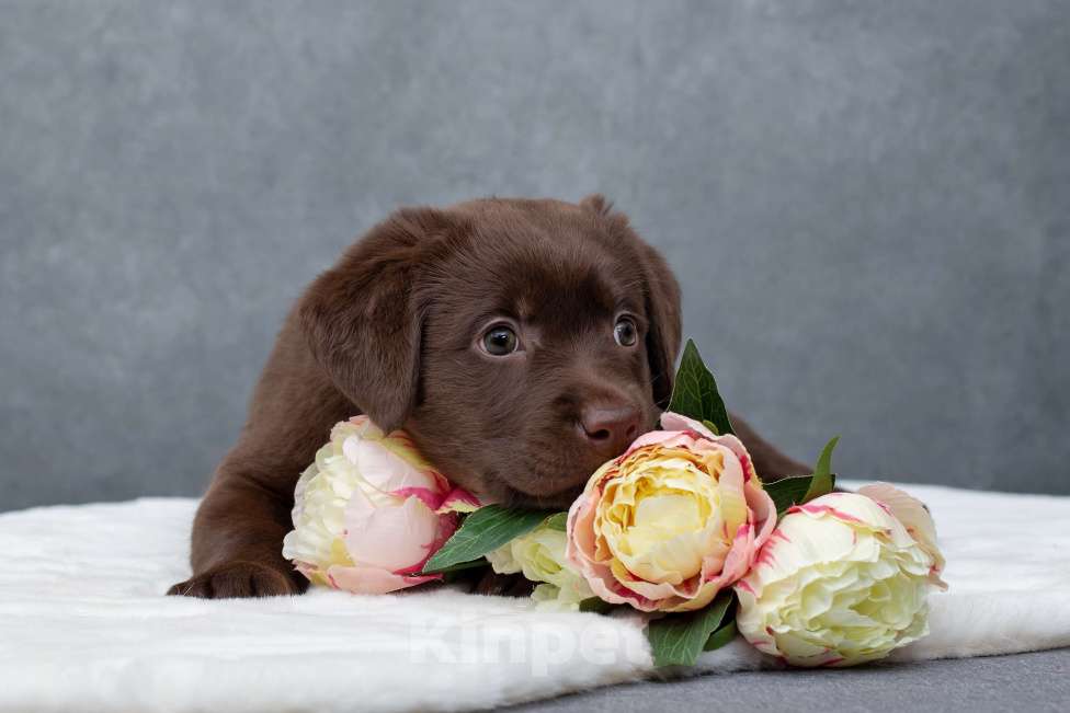 Собаки в Санкт-Петербурге: Щенок лабрадора Девочка  Девочка, 45 000 руб. - фото 3