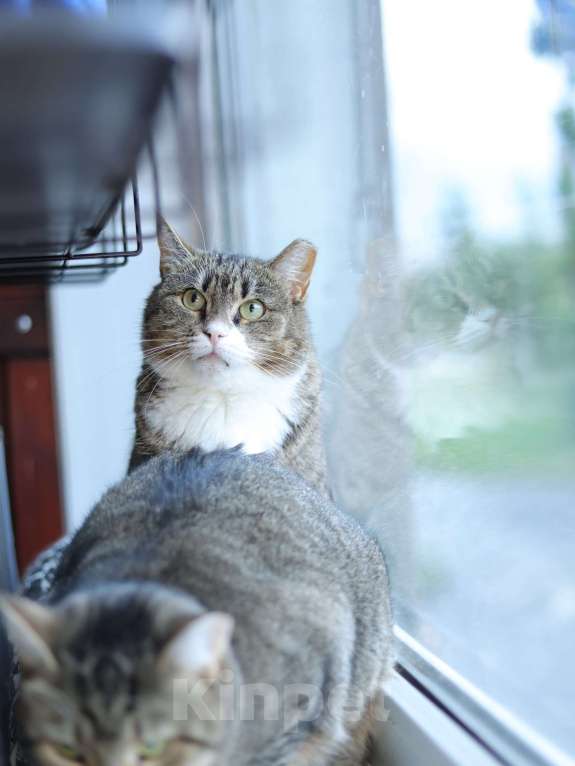 Кошки в Санкт-Петербурге: Кошка в добрые руки Девочка, Бесплатно - фото 6
