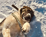 Собаки в Москве: Очень умная и благодарная собака Герда ищет семью! Девочка, Бесплатно - фото 7