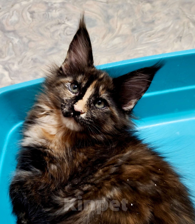 Кошки в Москве: Мейн-кун красотка с необычной внешностью Девочка, 55 000 руб. - фото 4