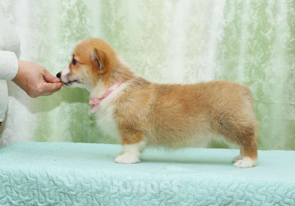 Собаки в Москве: Альмаре Феа Баркарола Девочка, 80 000 руб. - фото 2