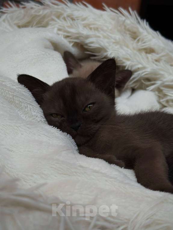 Кошки в Краснодаре: Купить бурму Мальчик, 80 000 руб. - фото 1