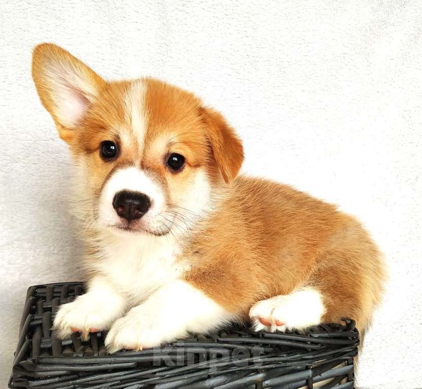 Собаки в других городах Московской области: Щенок Вельш корги пемброк Мальчик, 80 000 руб. - фото 2