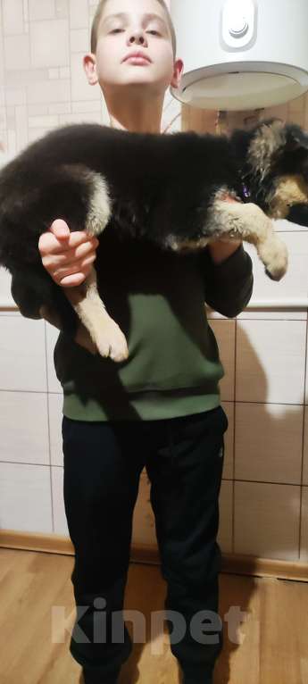 Собаки в Клинцах: Щенки восточно- европейской овчарки Мальчик, 25 000 руб. - фото 5