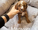 Собаки в Ульяновске: Малыш Девочка, Бесплатно - фото 1